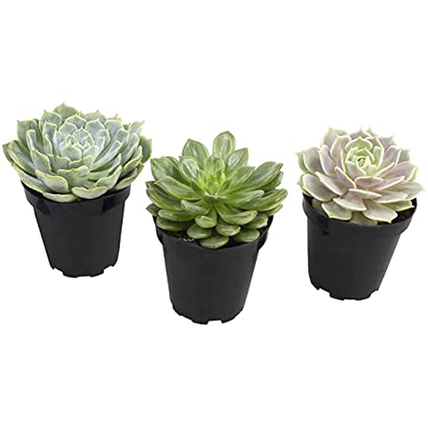 Komodo Desert Succulent Plant Yellow  Green, 1ea/3 pk