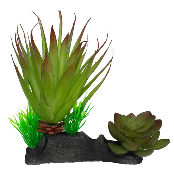 Komodo Succulent Plant 1ea/One Size